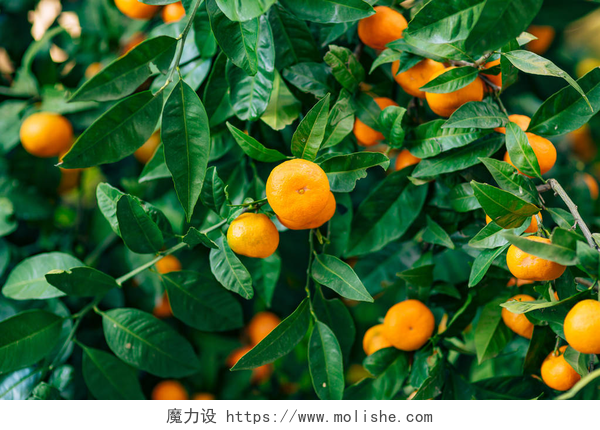 果树上成熟的橘子树上的橙色普通话。成熟的橘子。黑山恐遭